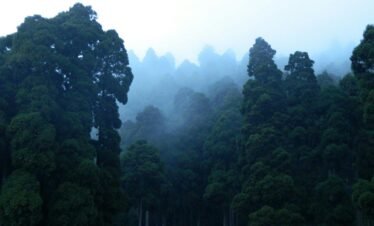 Misty forest scene with towering trees in Darjeeling, India, enveloped in fog.